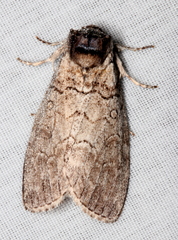 Discophlebia celaena