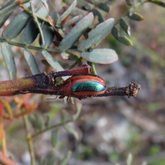 Calomela curtisi