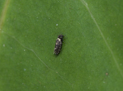 Lepidopsocidae