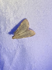 Hypsopygia binodulalis