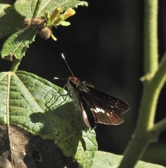 Sabera caesina