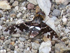 Exoprosopa caliptera