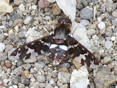 Exoprosopa caliptera