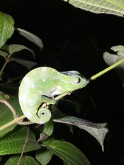 Trioceros deremensis