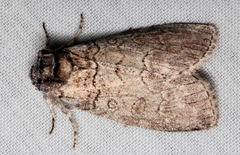 Discophlebia celaena