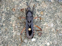 Ectomocoris atrox