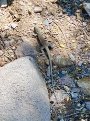 Aspidoscelis neomexicanus