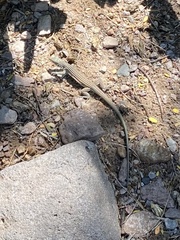 Aspidoscelis neomexicanus