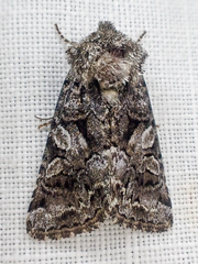Lacinipolia cuneata