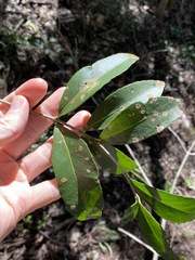 Elaeodendron australe