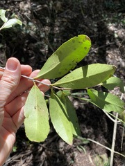 Elaeodendron australe