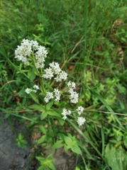 Galium × pseudoboreale
