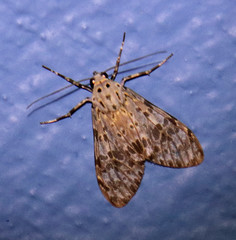 Eucereon myrina