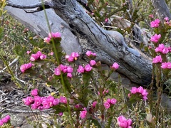 Boronia serrulata