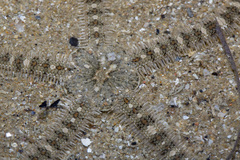 Ophiocnemis marmorata