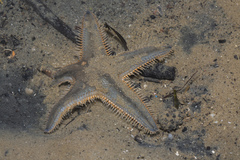 Astropecten indicus