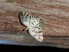 Dichocrocis sabatalis