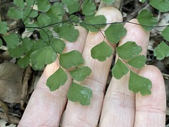Adiantum atroviride