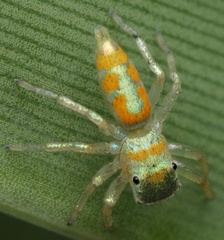 Cosmophasis darwini