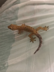 Lepidodactylus moestus