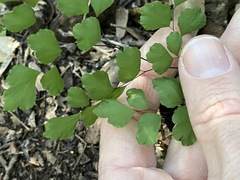 Adiantum atroviride