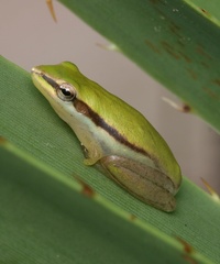 Litoria bicolor