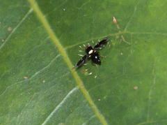 Calosphenisca unicuneata