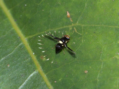 Calosphenisca unicuneata