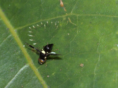 Calosphenisca unicuneata