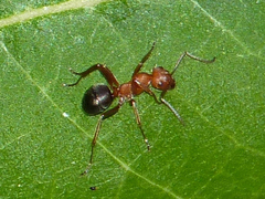 Formica integra