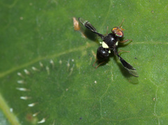 Calosphenisca unicuneata