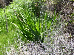 Chasmanthe floribunda