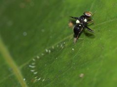 Calosphenisca unicuneata