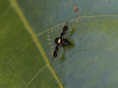 Calosphenisca unicuneata