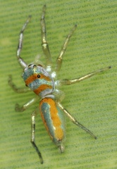Cosmophasis darwini