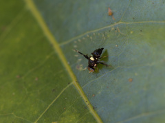 Calosphenisca unicuneata