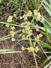 Cyperus pseudovegetus