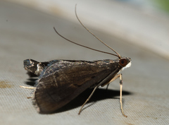 Almonia truncatalis