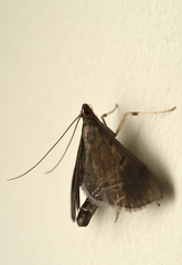 Almonia truncatalis