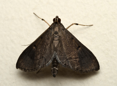 Almonia truncatalis
