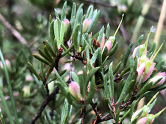 Darwinia biflora