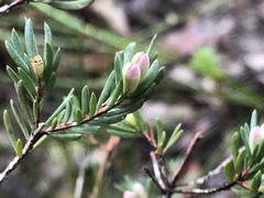 Darwinia biflora