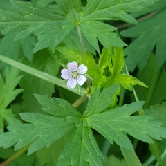Geranium sibiricum