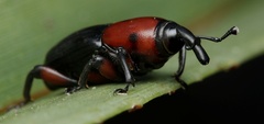 Diathetes signaticollis