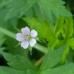 Geranium sibiricum