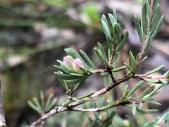 Darwinia biflora