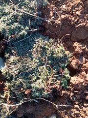 Helichrysum cerastioides