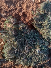 Helichrysum cerastioides