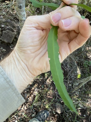 Image of Denhamia pittosporoides by (c) Greg Tasney, some rights reserved (CC BY-SA)