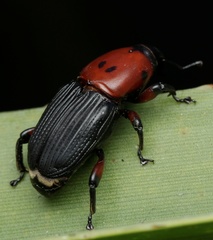 Diathetes signaticollis